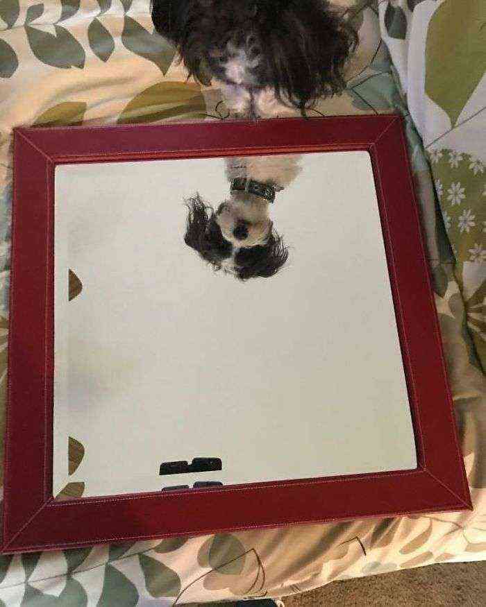 Looking At People Trying To Sell Mirrors Is Our New Favorite Thing And Here Are 20+ Reasons Why