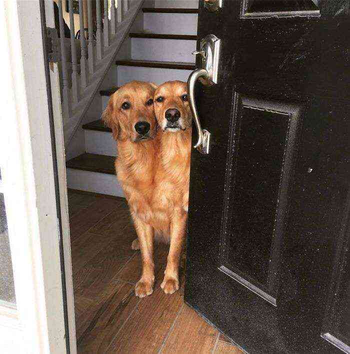 Parece que mis perros se han fusionado