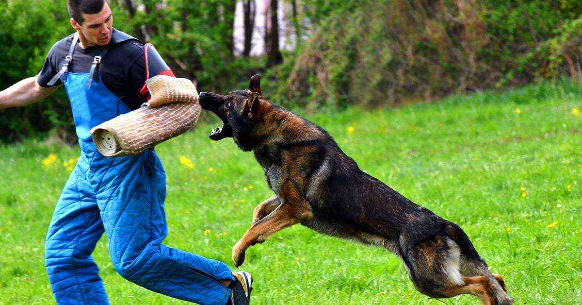 5 Cosas que deberíamos hacer cuanto antes para defendernos si nos ataca un perro
