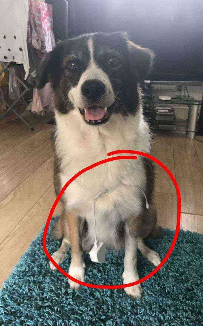 Le pedí a mi madre que me bajara el cargador, me dijo que llamara al perro y...