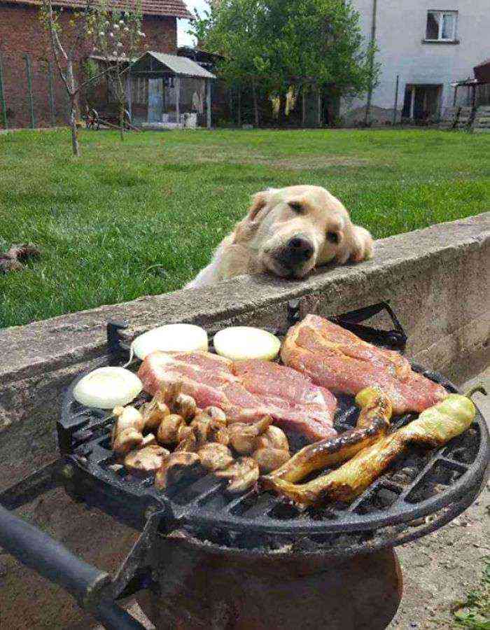 Soñando despierto frente a la barbacoa