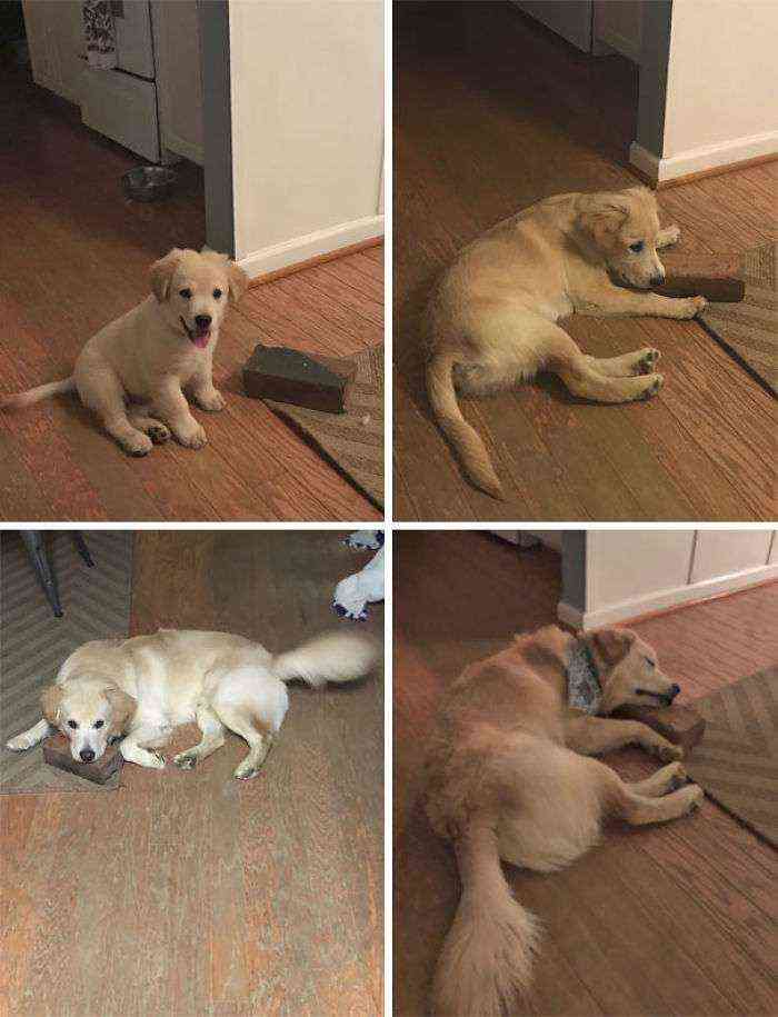 Su mejor amigo es un ladrillo