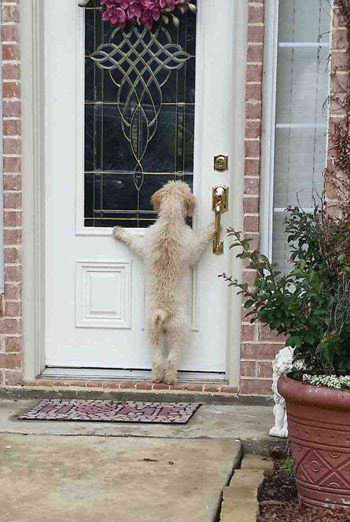 Mi perro huyó, y tras buscarle durante horas, volví a casa y...