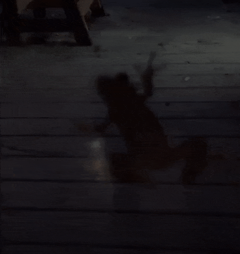 Esta luciérnaga siguió brillando tras ser devorada por una rana