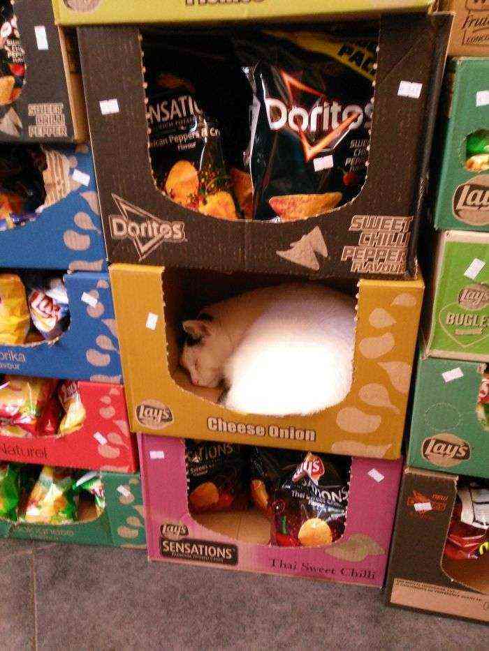 Iba a comprar patatas fritas cuando lo vi