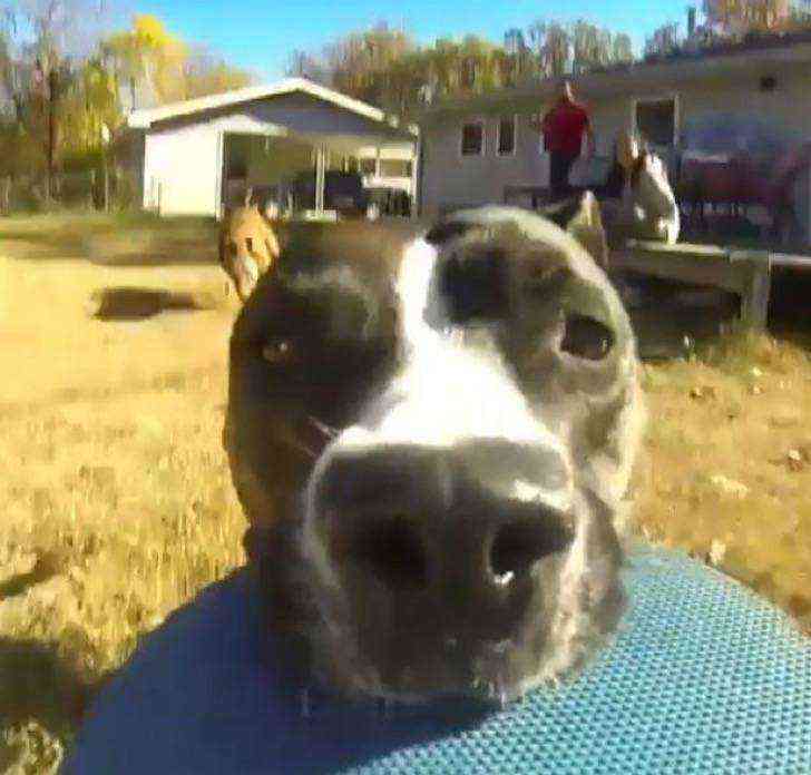 Perro roba una cámara y huye a toda velocidad. Sin saberlo, graba toda su hazaña en divertido video 1533367013 869 perro roba una camara y huye a toda velocidad sin saberlo graba toda su hazana en divertido video - Perro roba una cámara y huye a toda velocidad. Sin saberlo, graba toda su hazaña en divertido video