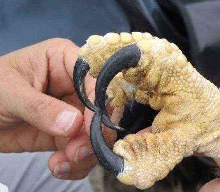 Garras de águila