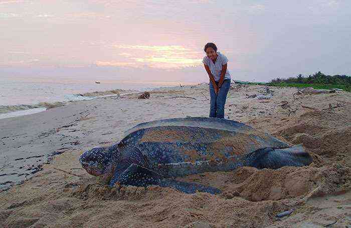 Tortuga laúd