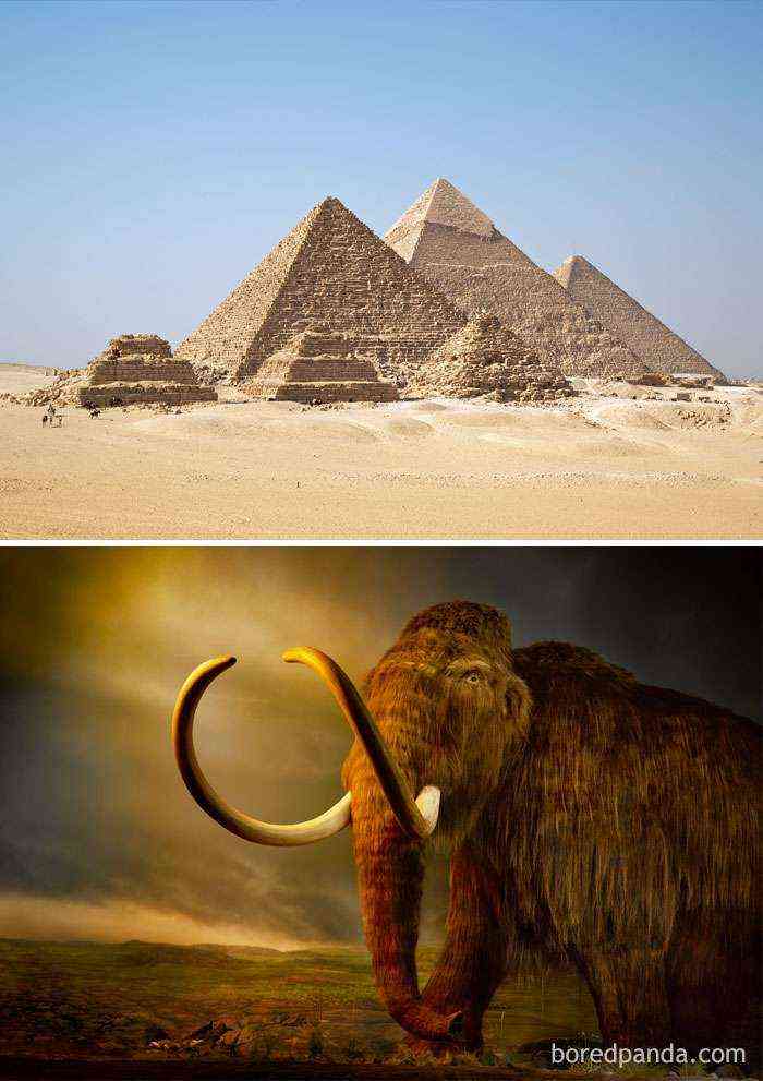 Aún existían los mamuts lanudos cuando los egipcios construían las pirámides (2660 a.C)