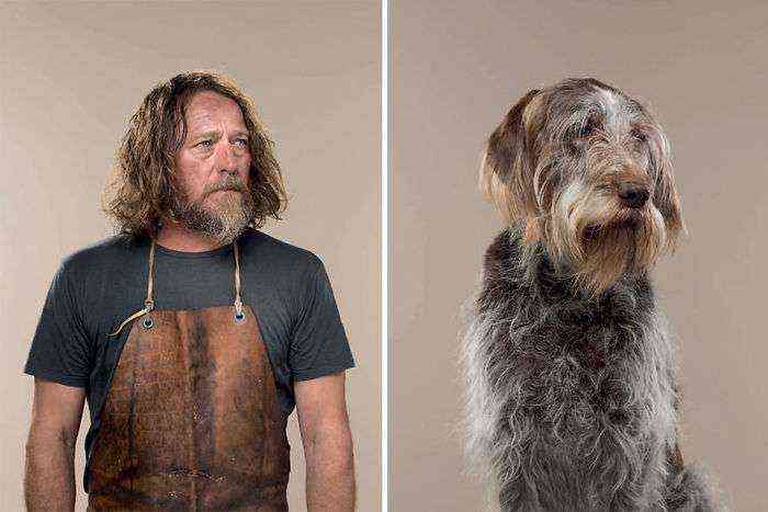 Harry & Hattie (Spinone italiano)