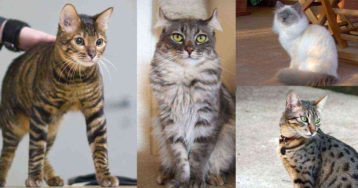 Descubre todas las razas de gatos que existen y cómo son