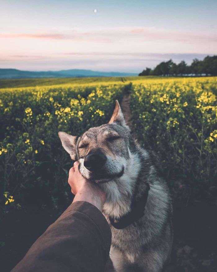 Tired Of #FollowMeTo Instagram Pics? This Guy Pets His Dog Everywhere He Goes, And It’s 1000 Times Better