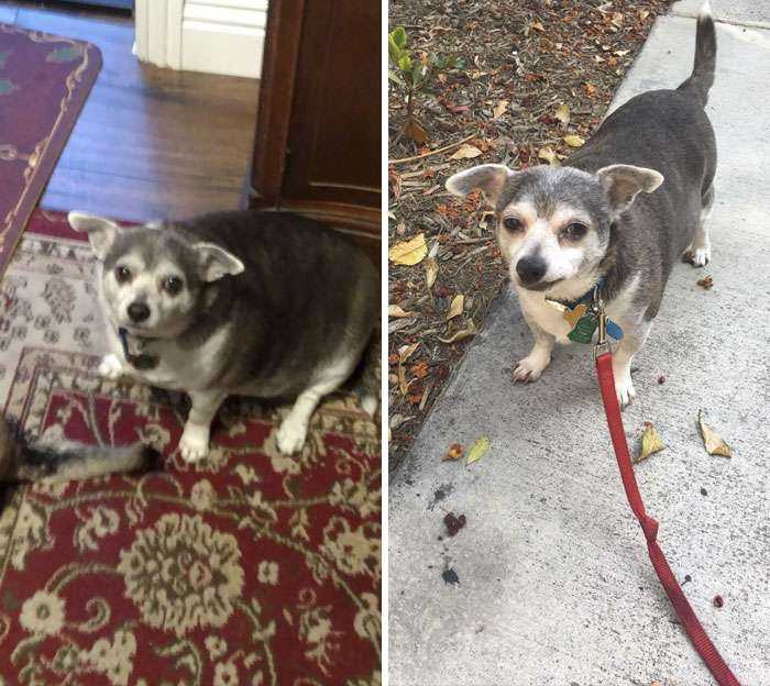 Mi vecina de 90 años lleva años sin poder sacar al perro a pasear, así que me ofrecí voluntario. Orgulloso de todo el peso que ha perdido