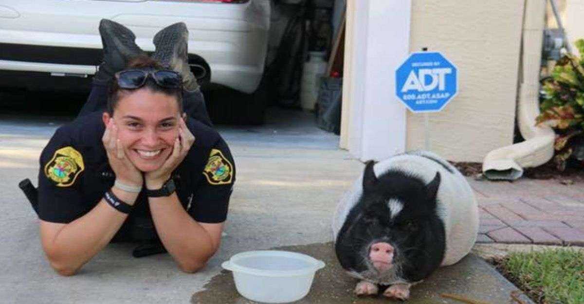 Свинья бандит. Свинка в форме полицейского. Свинья в форме.