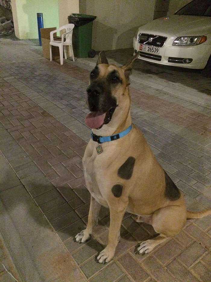 Tengo al auténtico Scooby Doo
