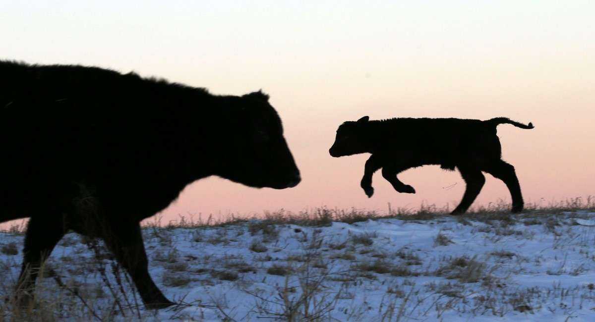 Nacimiento de ternero de dos cabezas, ocho patas y dos colas impacta a