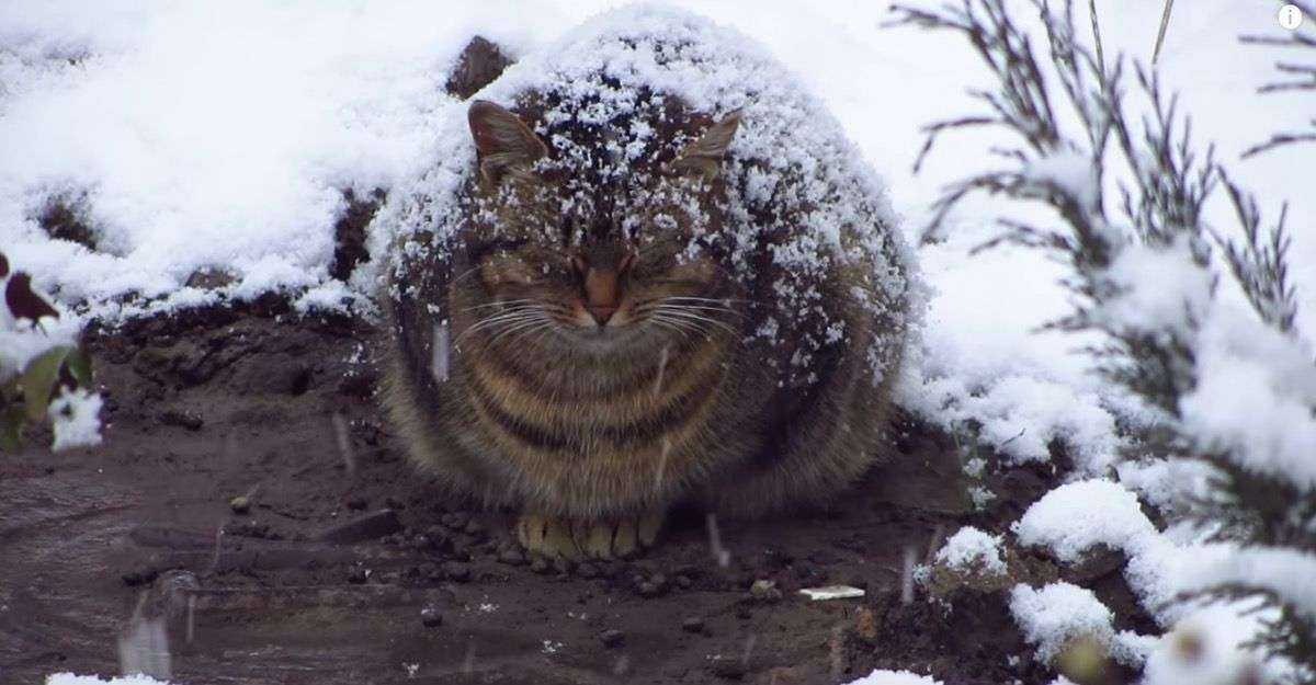 Кот замерз картинки