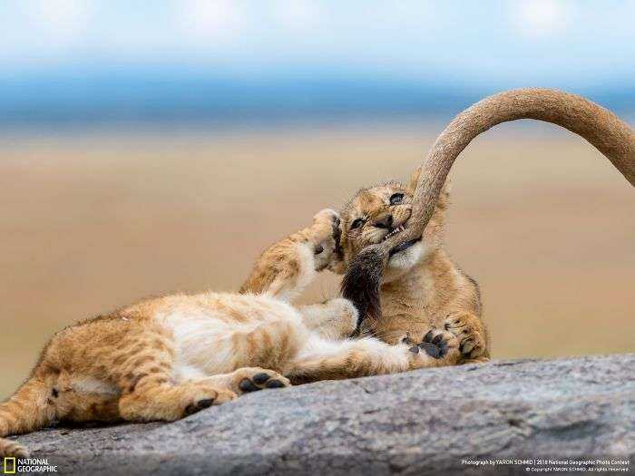 Premio del público, Fauna: Dientes de leche, Yaron Schmid