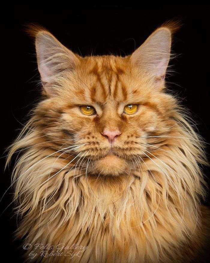 Mythical Beasts: Photographer Continues Capturing The Majestic Beauty Of Maine Coons