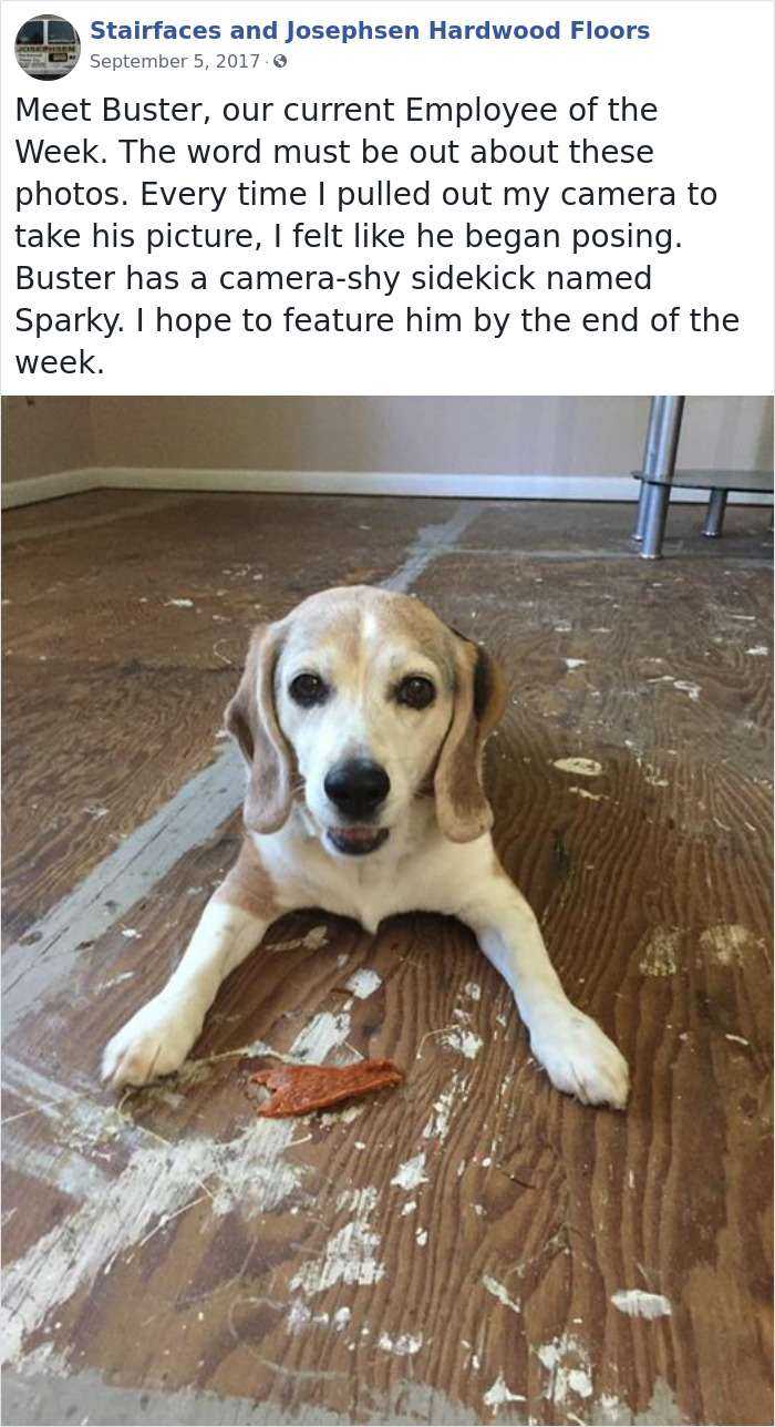 30 Adorable 'Employees Of The Week' That This Contractor Met At The Houses He Works At