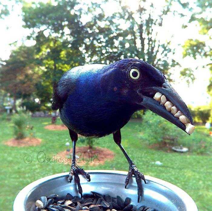 This Woman Set Up A Photo Booth For Birds In Her Yard, And The Results Are Extraordinary (30 Pics)