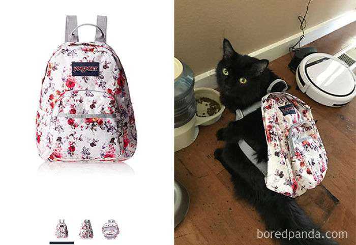 Mi esposa encargó una mochila en Amazon para llevar en vez de bolso. Le vale al gato