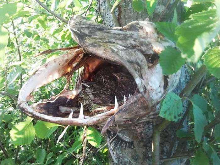 Pájaros usando la cabeza de un lucio muerto para anidar