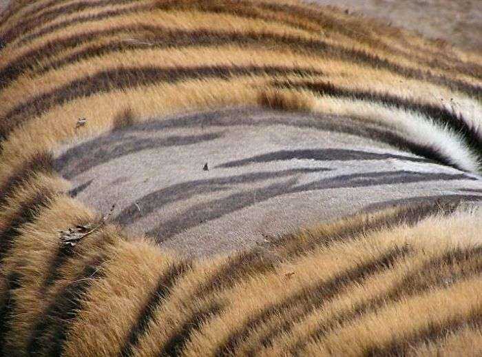 La piel de un tigre sin pelaje