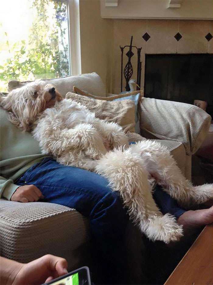 Solo es un humano peludo
