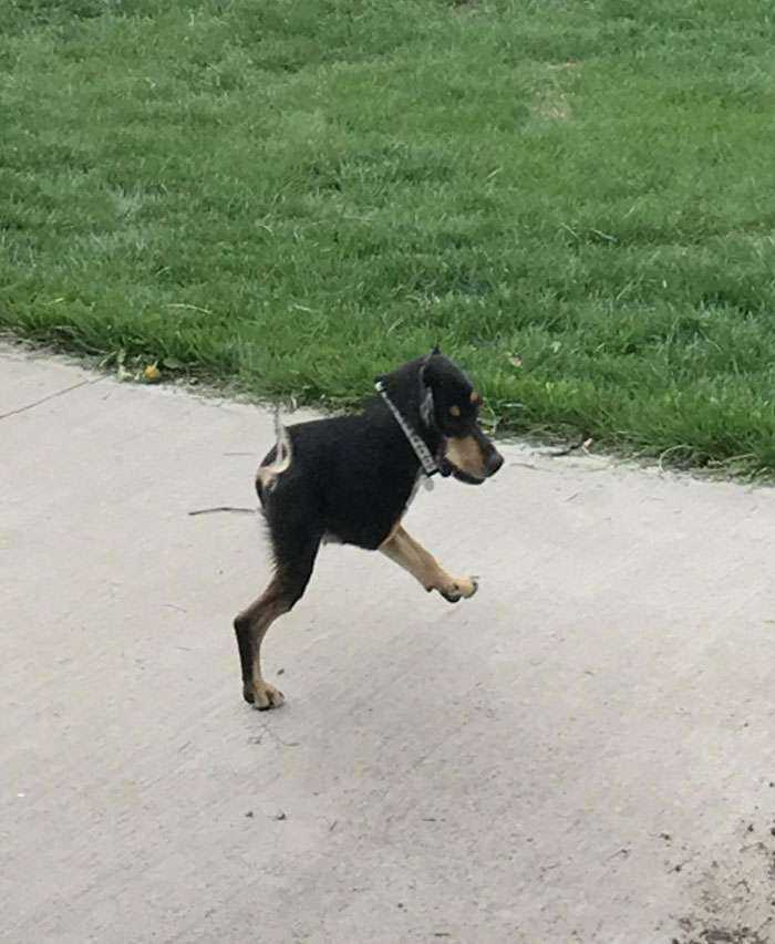 Hacía una panorámica del patio cuando el perro vino corriendo