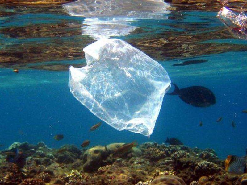 Científicos chilenos crean “solubag”, una bolsa que se disuelve a los 5 minutos de tocar el agua