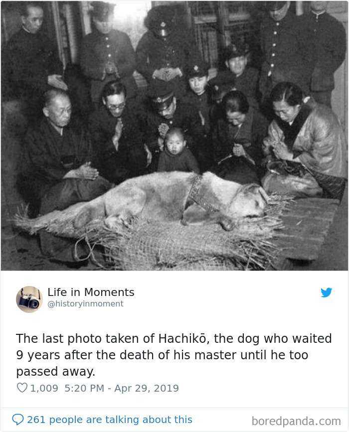 La última foto de Hachiko, el perro que esperó 9 años tras la muerte de su dueño, hasta que él murió también