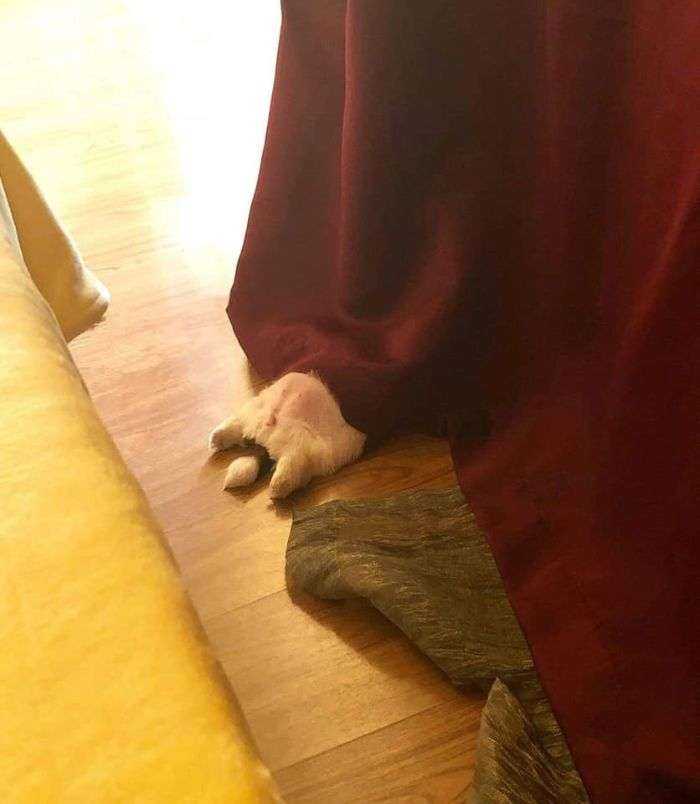 This Puppy Sleeps Like As If It Was 'Turned Off' And It Looks Ridiculously Cute (30 Pics)