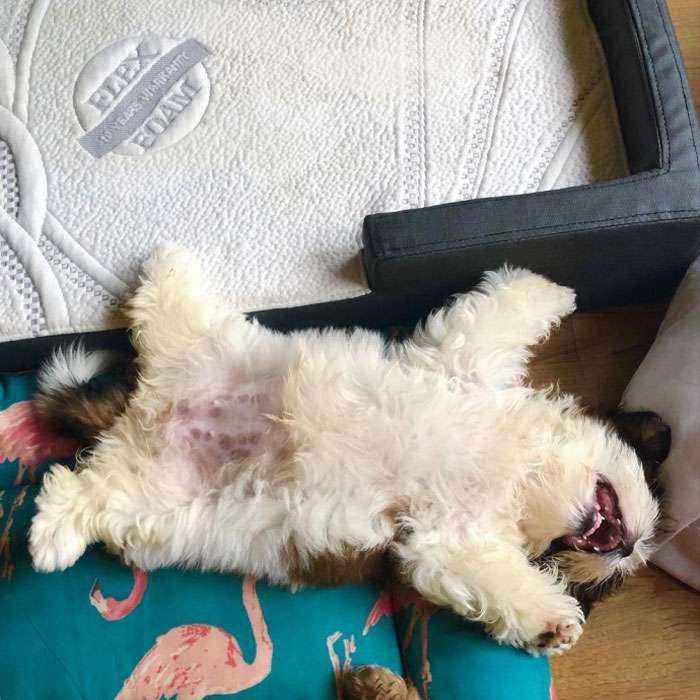 This Puppy Sleeps Like As If It Was 'Turned Off' And It Looks Ridiculously Cute (30 Pics)