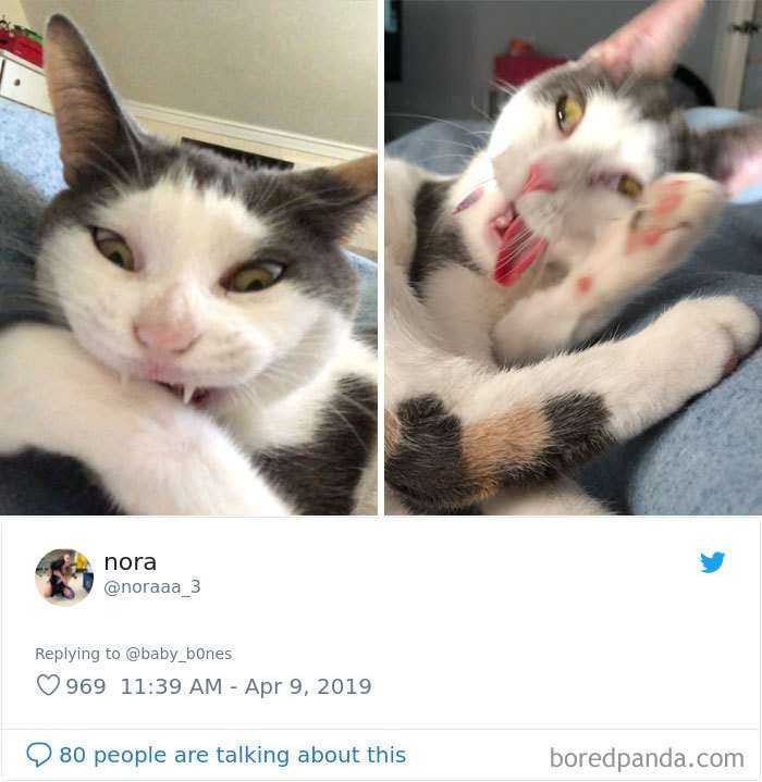 People Are Sharing The Most Unflattering Pics Of Their Pets And It's Hilarious (30 Pics)