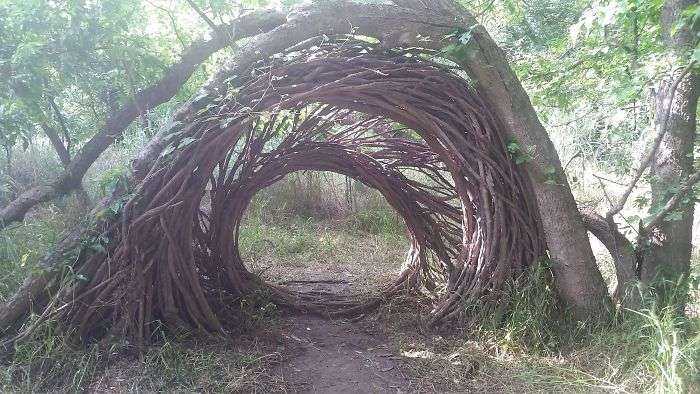 Hemos visto esto en el bosque