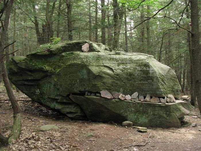 Hay un dinosaurio en el bosque