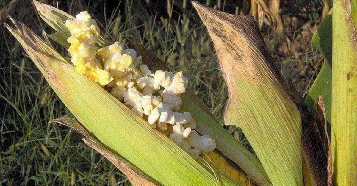 Creyeron que el maíz se estaba convirtiendo en palomitas. El calor está