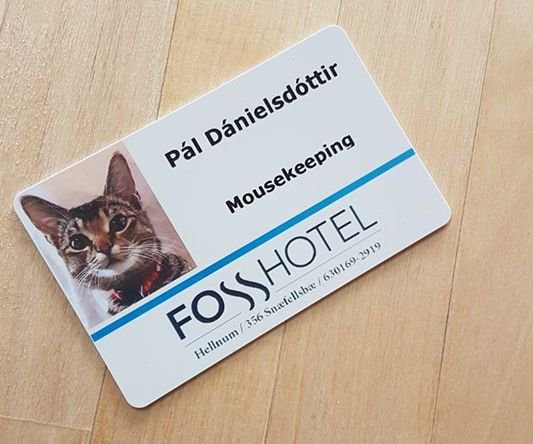 Gato cazarratones en un hotel de Islandia