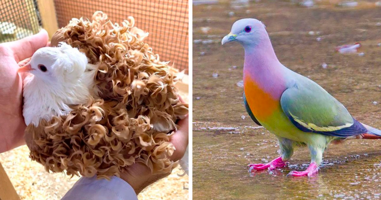 34 De Los Más Bellos Tipos De Palomas Del Mundo 0573