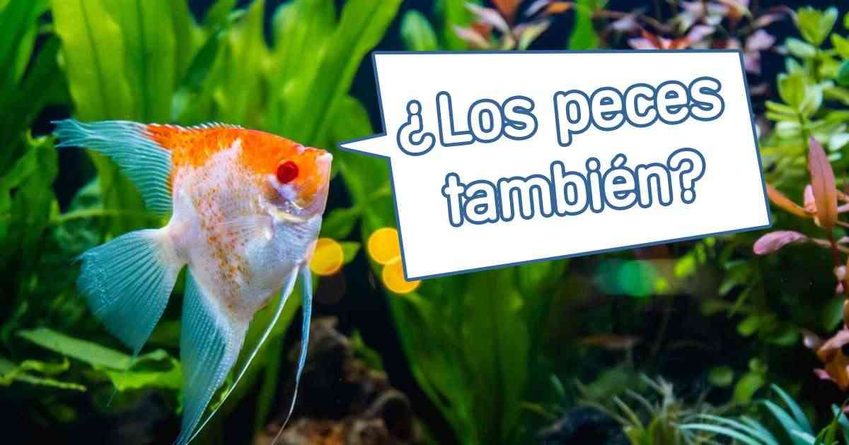 Los Peces Hacen Pis