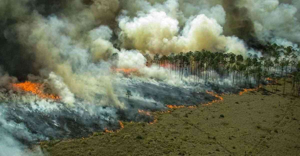 El Amazonas Tuvo Su Peor Junio En 13 Años Debido A Incendios Forestales ...