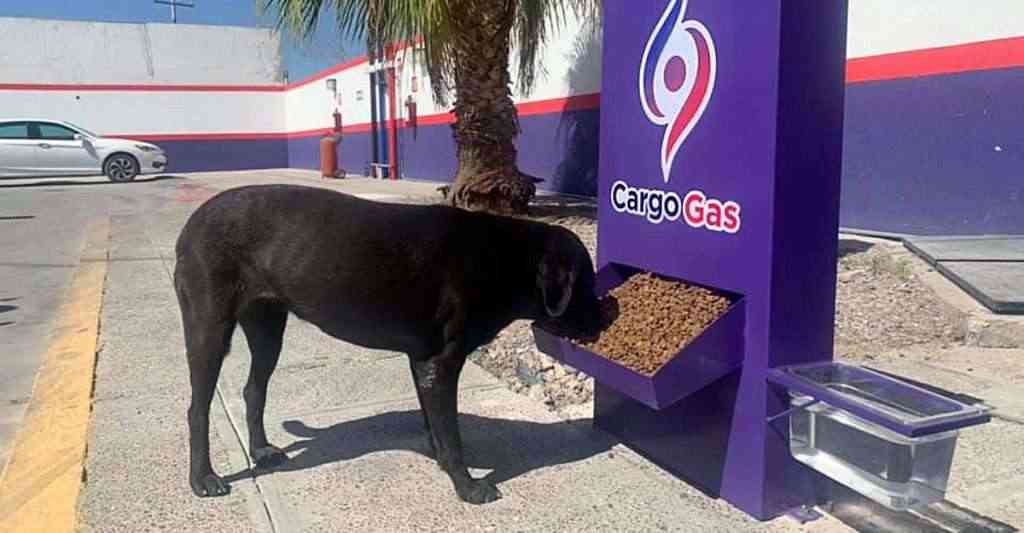 Mexican gas station opens “dog stations” with food for stray pups. They ...