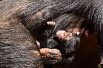 Nace una cría de chimpancé en Loro Parque