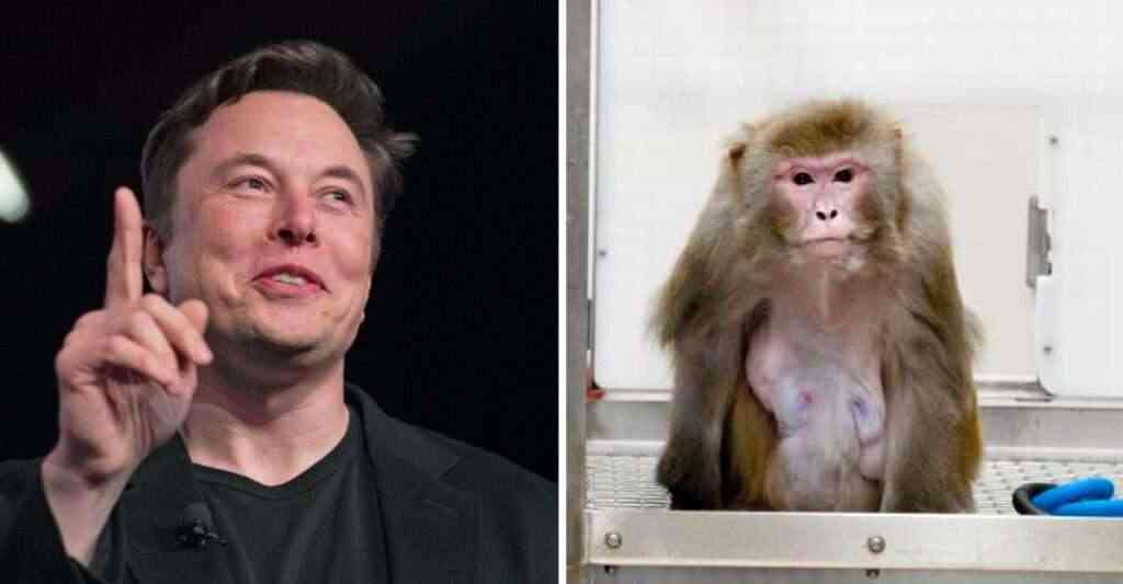 Elon Musk Reveló Que Implantó Un Chip En El Cerebro De Un Mono Podrá