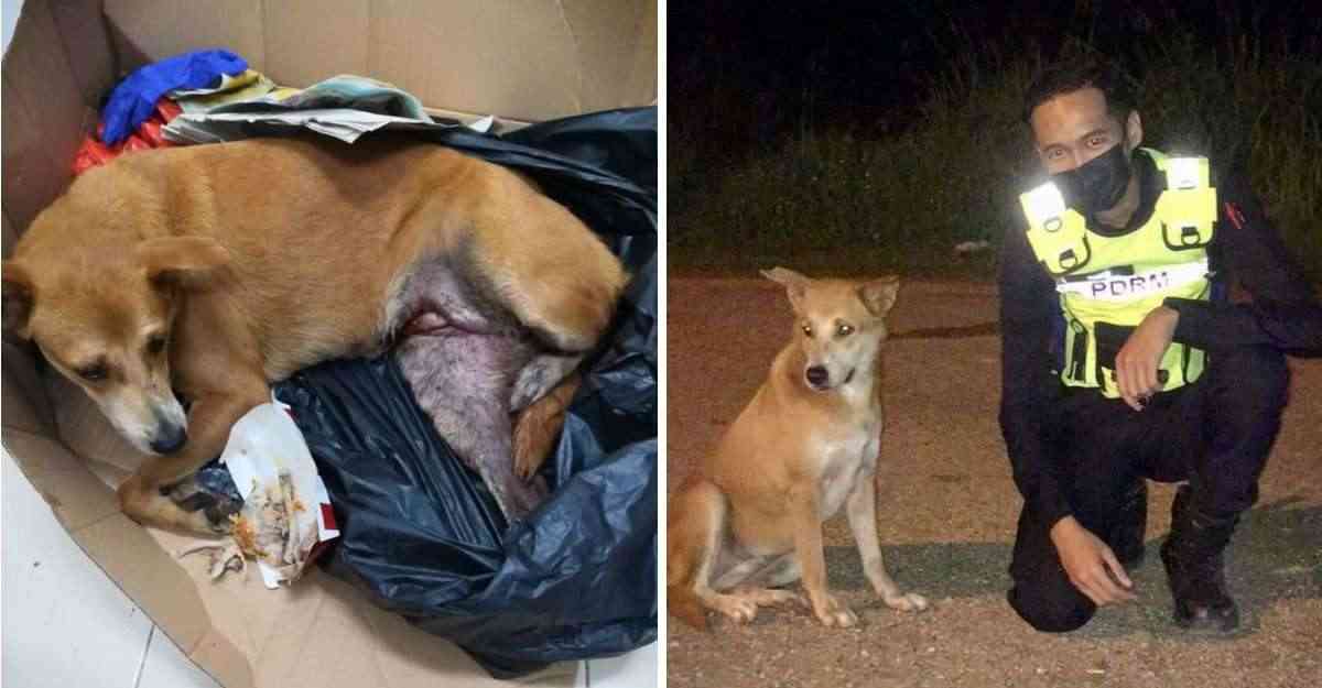 Policías costearon tratamiento de un perro que fue hallado con fracturas graves. Pudo volver a correr