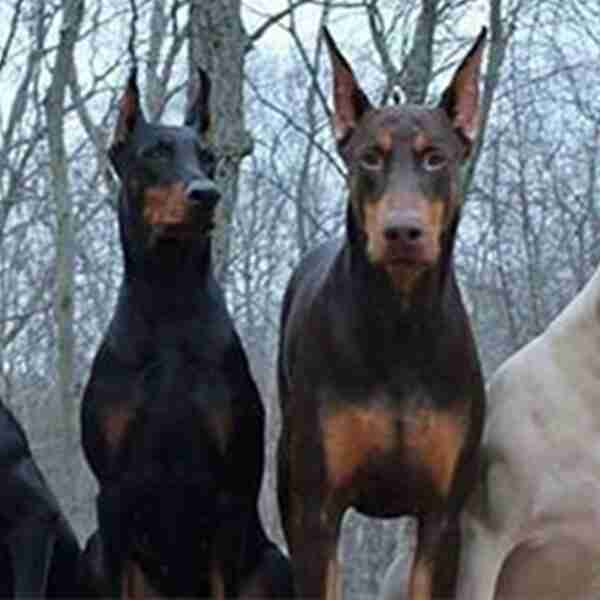 10 Datos que seguramente no sabías sobre los desconocidos Doberman