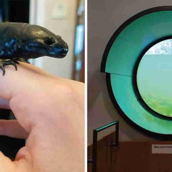 15 cosas tan raras e inusuales que son difíciles de imaginar