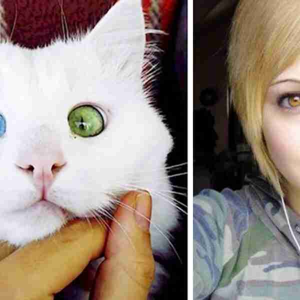 16 Imágenes que muestran las curiosidades de la heterocromía