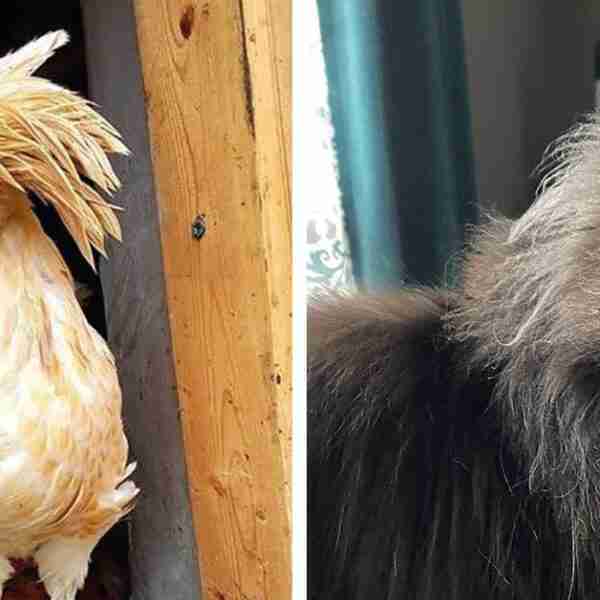 16 animales con rasgos inusuales que no pasan desapercibidos